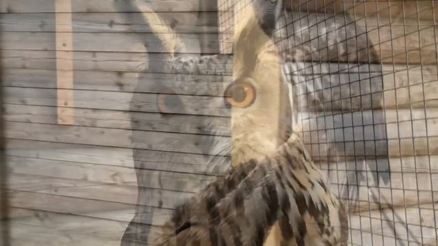 Филин Варя и сова Басик. смотреть онлайн