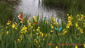 Ирис болотный (iris pseudacorus) ? болотный ирис обзор: как сажать, саженцы ириса