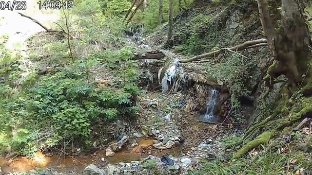 Лесопарк Кадош