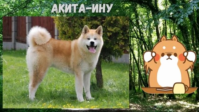 Породы собак с фото и названиями