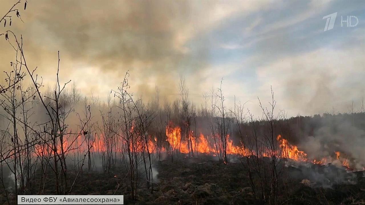 Лесные пожары видео. Пожар в лесу. Лесные пожары в России. Природные пожары. Горящий лес.