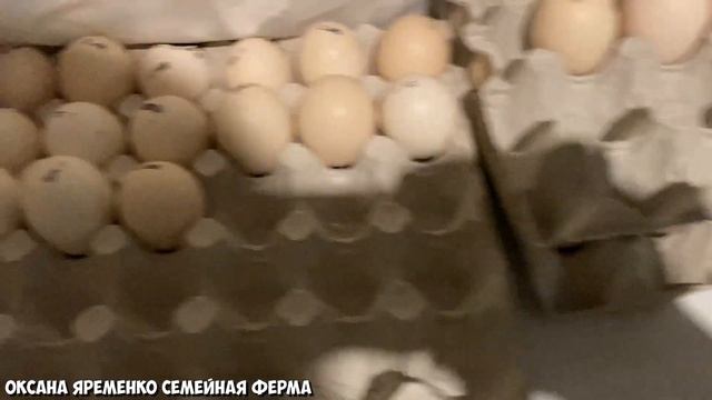 РОСС308 Европа / Жутко дорого / Результат никакой / Гора неоплода!