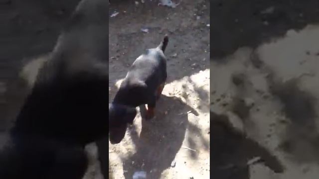 Ягдтерьер Злюка=) смотреть онлайн