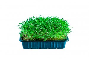 .Как вырастить микрозелень кервеля