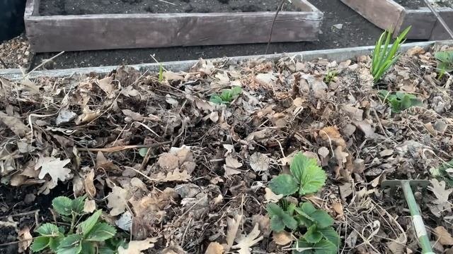 ПОДКОРМКА ВЕСНОЙ для хорошего урожая клубники! Важные советы