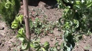 Ива Вавилонская Криспа