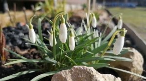 Галантусы (Galanthus) в нашем саду. Видеопортрет растения. апрель 2022.