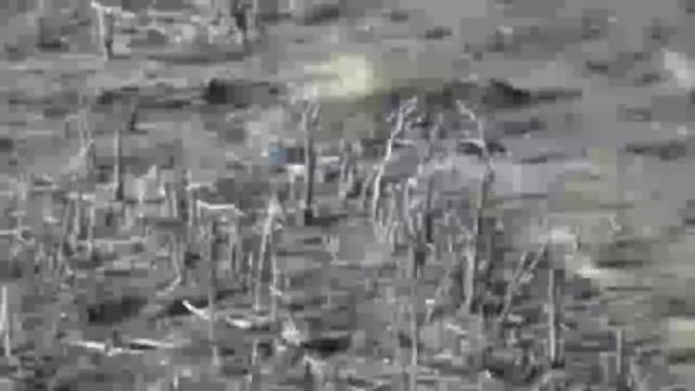 Заманить вэсэушников и уничтожить.