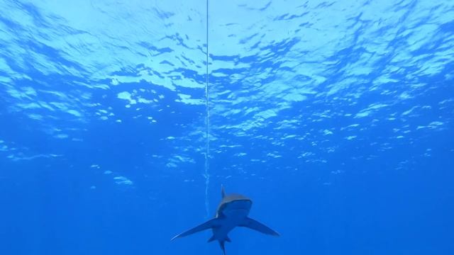 Liveboard Scuba Diving Red Sea, Egypt - 4K Ultra HD смотреть онлайн