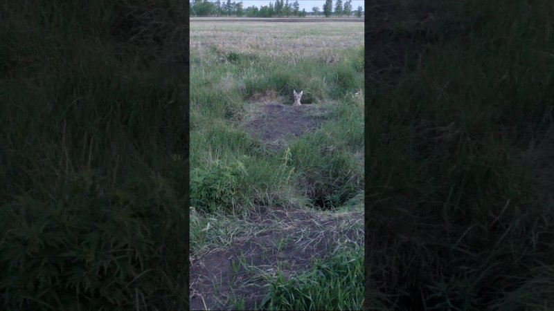 Корсаченок