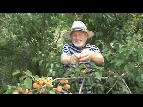 абрикос Сибиряк Байкалова смотреть онлайн