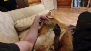 Ли Сяо / Alice the Fox Лиса Алиса (Ночные разговоры с соседскими собаками)