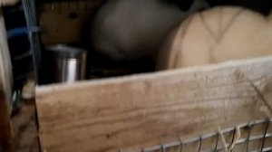 Сколько едят кролики комбикорма.