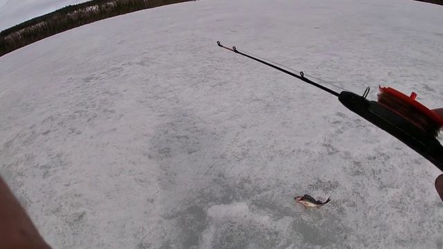 Охота на крупного окуня! смотреть онлайн