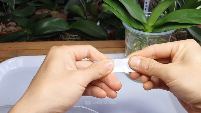 Do This After The Orchid Flowers Fall, The Orchid Roots Grow Immediately |Orchid Care For Beginners