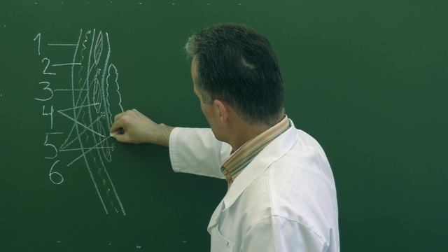 Топография щечной области