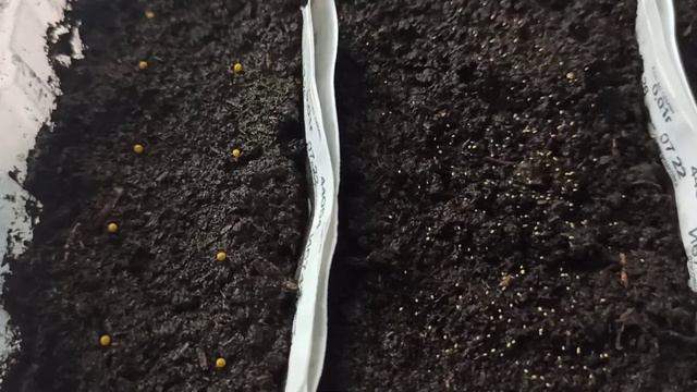 118.Посев лобелии //2023 март смотреть онлайн