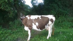 Сколько молока даёт корова летом.