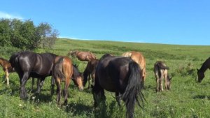 Молодой жеребец молодые кобылы