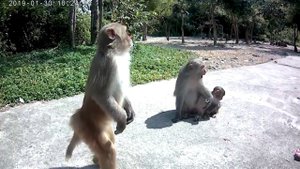 Нячанг 2019 Остров обезьян - кормим диких обезьян!!!