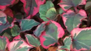 Houttuynia cordata ´Chameleon´