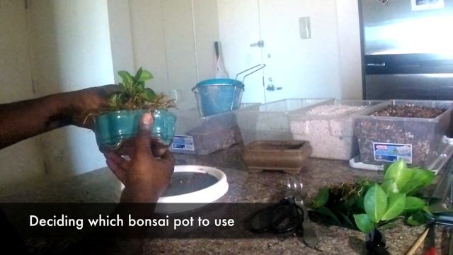 Ginseng Ficus microcarpa indoor bonsai, ground layer, repot and prune - May 2017 смотреть онлайн