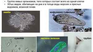 Характеристика одноклеточных и многоклеточных организмов,              5 класс, естествознание