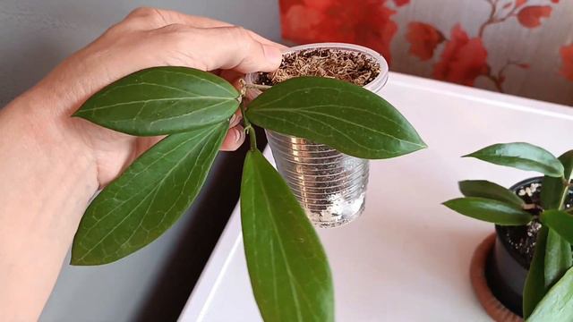 Хойи с похожими листьями. Siariae Red и Philippines. смотреть онлайн