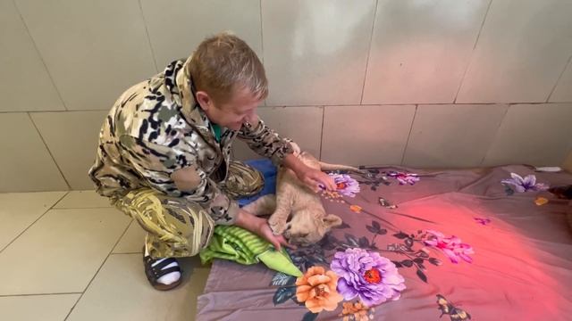 ДО СЛЕЗ! Покалеченный львенок САМ прошел ТРИ КРУГА за Олегом Зубковым! смотреть онлайн