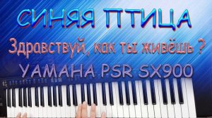 Синяя Птица - Здравствуй , как ты живёшь !!!???