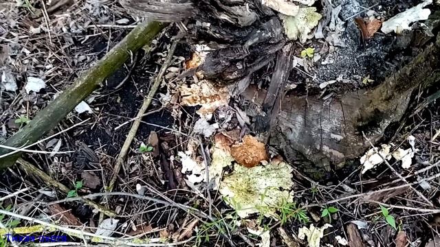 Грибы после дождей: трутовик серно-желтый, пилолистник тигровый, трутовик чешуйчатый и др. смотреть онлайн