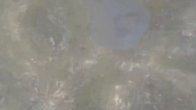 Черноморские медузы
