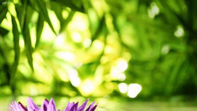 Dreamy Harp Music with Relaxing Nature Sounds • Peaceful Spa Ambience смотреть онлайн