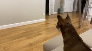 Как между собой общаются собаки?
