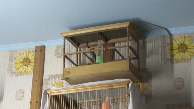 Черноголовая славка и чёрный дрозд. смотреть онлайн