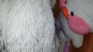 #lalafanfan распаковка посылки для утки #лалафанфан уточка купается с ванне Корабль Duck unboxing