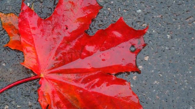 Я скроюсь за осенними лесами... смотреть онлайн