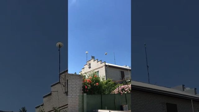 Турецкая Такла в Пятигорске. Птенец боз,возраст 3 мес, гон 5 недель. смотреть онлайн