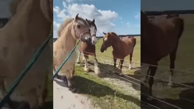 Какие ритуалы знакомства у лошадей? Изящно и ну очень громко!