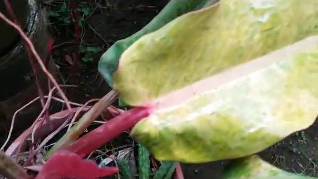 Philodendron Plant - Philodendron Martianum & Philo. Prince Of Orange