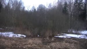 Весенняя охота на вальдшнепа