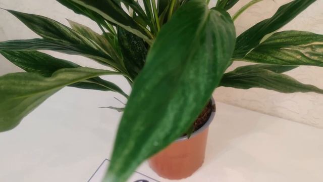ЦветыВместе Spathiphyllum Silver Cupido / Спатифиллум Сильвер Купидо 17/65 смотреть онлайн