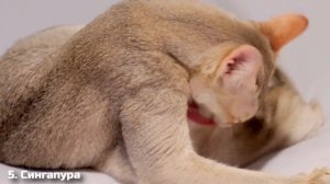 10 Самых МАЛЕНЬКИХ ПОРОД КОШЕК в Мире