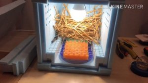 ПЕРЕПЕЛА С МАГАЗИННОГО ЯЙЦА.