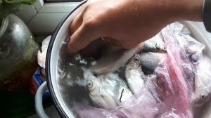 Замороженный и жареный карась ожил. Самый сок в конце !