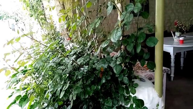 ИЗБАВЛЯЕМСЯ ОТ ДИАБЕТА НАВСЕГДА ПО ПРОФ. НЕУМЫВАКИНУ 25.05.2020 г. смотреть онлайн