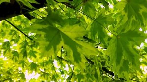 Сергей Петросов. Клен Друммонди. 2022