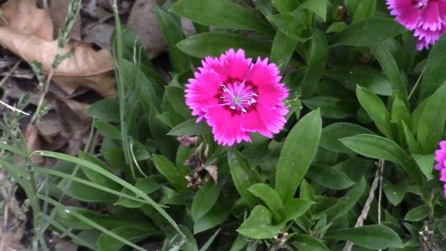 Dianthus Flower of Love Garden Landscape Plant Pinks Bloom Nature Outside Outdoors смотреть онлайн