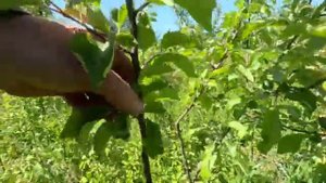 Первая стадия формирования кроны плодового дерева. (1)