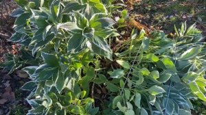 УКРЫТИЕ ГОРТЕНЗИИ КРУПНОЛИСТНОЙ ВАРИЕГАТНОЙ 23.11.23.